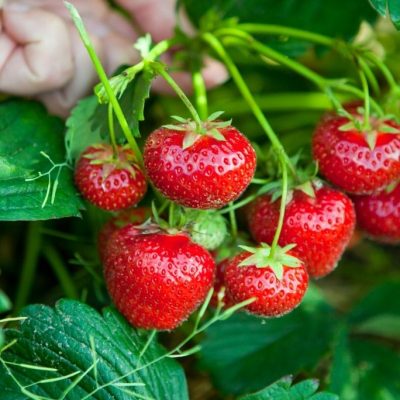 Is a Strawberry a Vegetable or a Fruit? A Science Teacher Explains