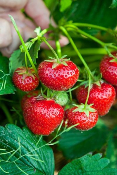 a strawberry plant is suspended by a hand