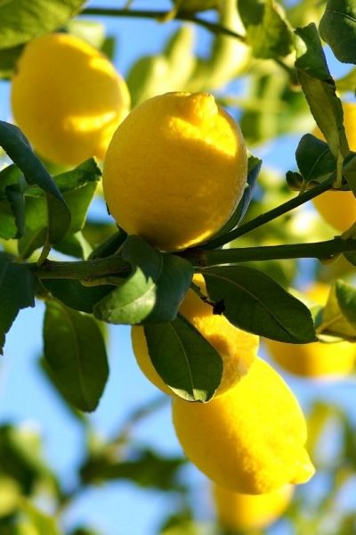 clusters of lemons on a lemon tree