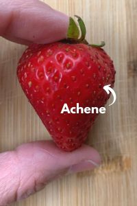 Is a Strawberry a Vegetable or a Fruit? A Science Teacher Explains ...