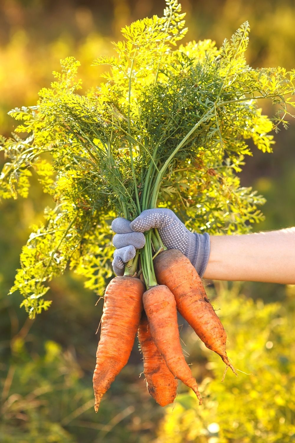 a gloved hand holes four freshly harvested carrots