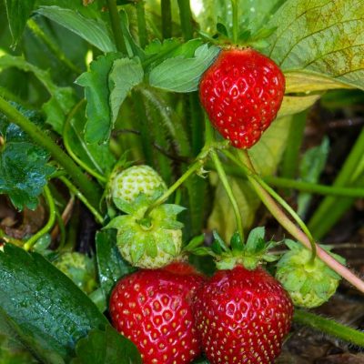 Is a Strawberry a Berry? A Science Teacher Explains