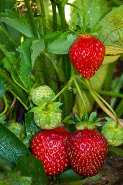 strawberry fruit on the plant